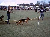 VP3 (2003 WDA North American Sieger Show) Isabella von Salerno