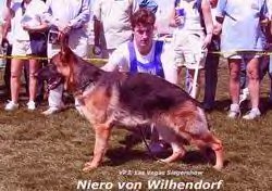 Niero